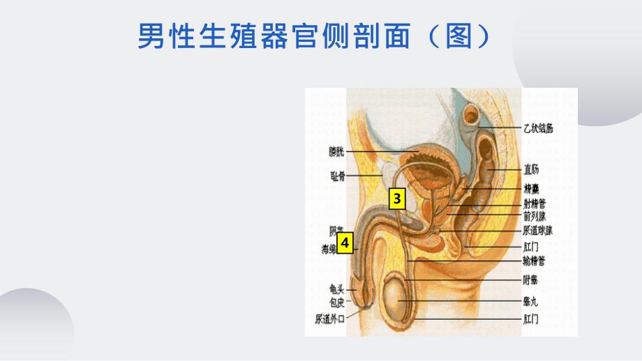 优课《人的生殖》教学一等奖课件_第4页