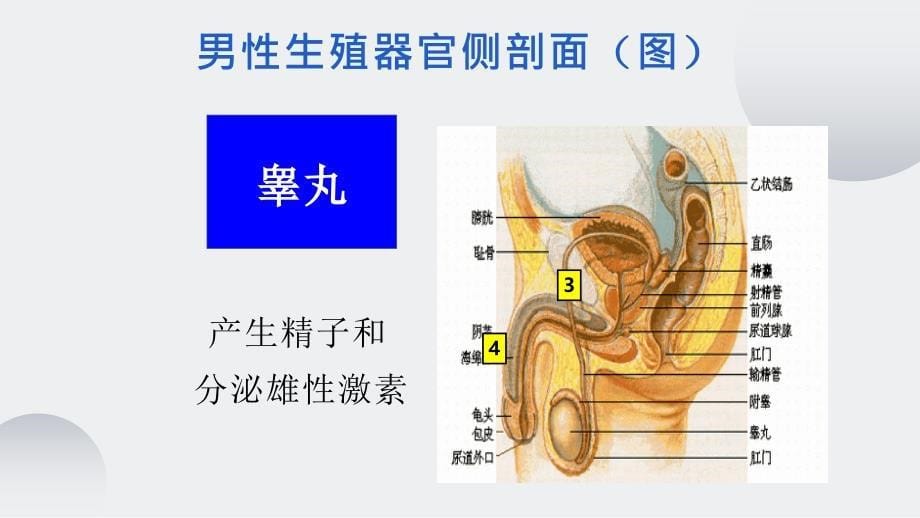 优课《人的生殖》教学一等奖课件_第5页