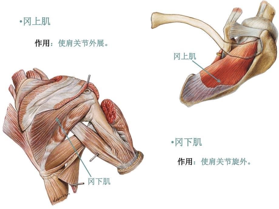 人体解剖学-头颈、躯干、上肢肌._第5页