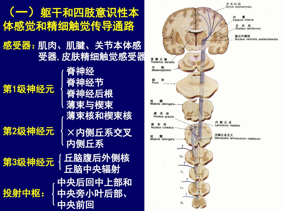 神经系统的传导通路PPT精品课件._第3页