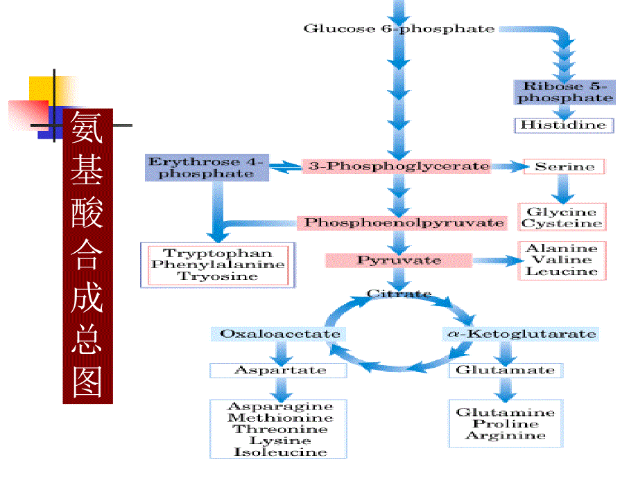 氨基酸的生物合成课件_第3页