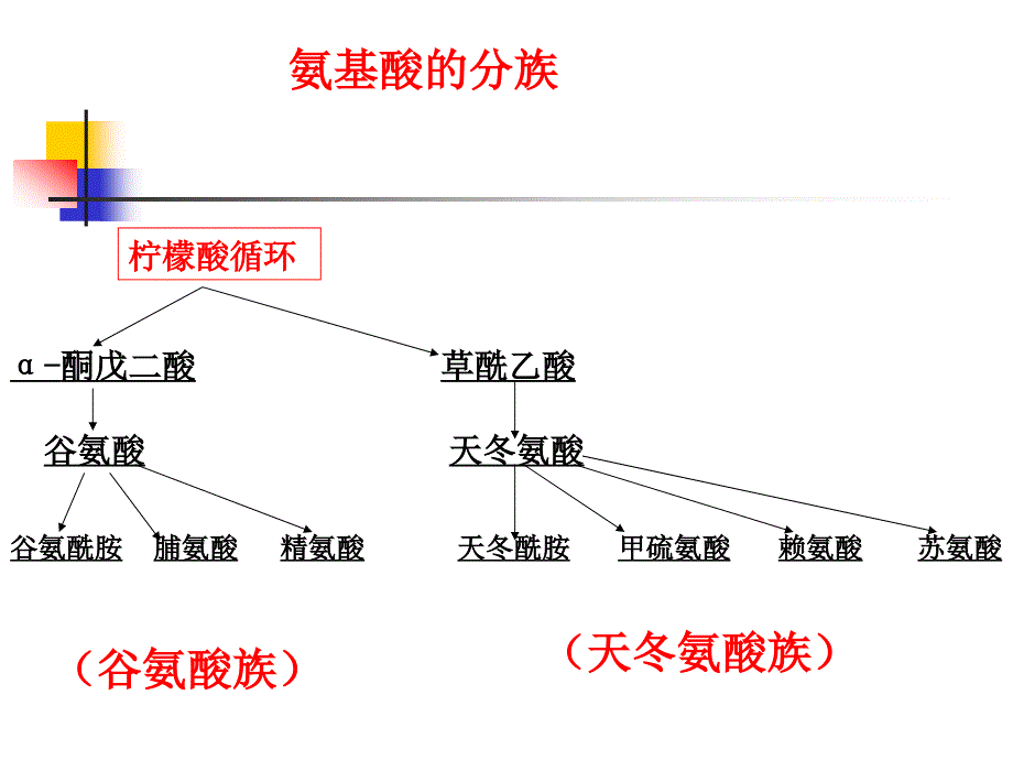 氨基酸的生物合成课件_第4页