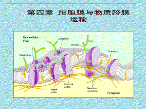 4细胞膜与物质跨膜运输