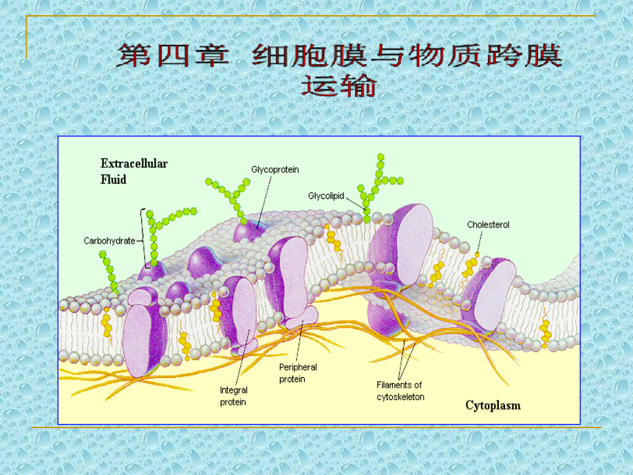 4细胞膜与物质跨膜运输_第1页