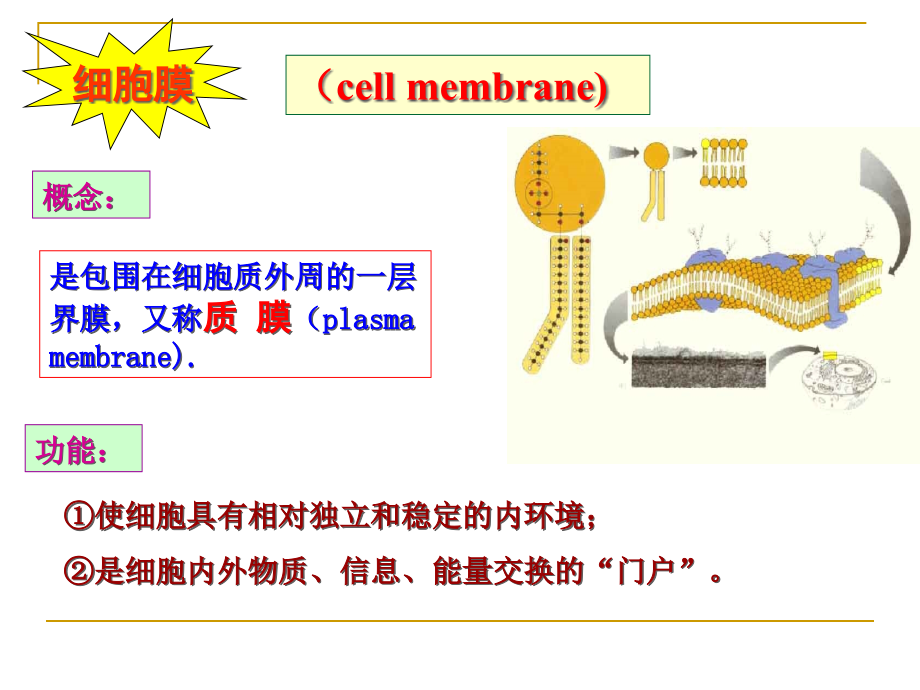 4细胞膜与物质跨膜运输_第2页