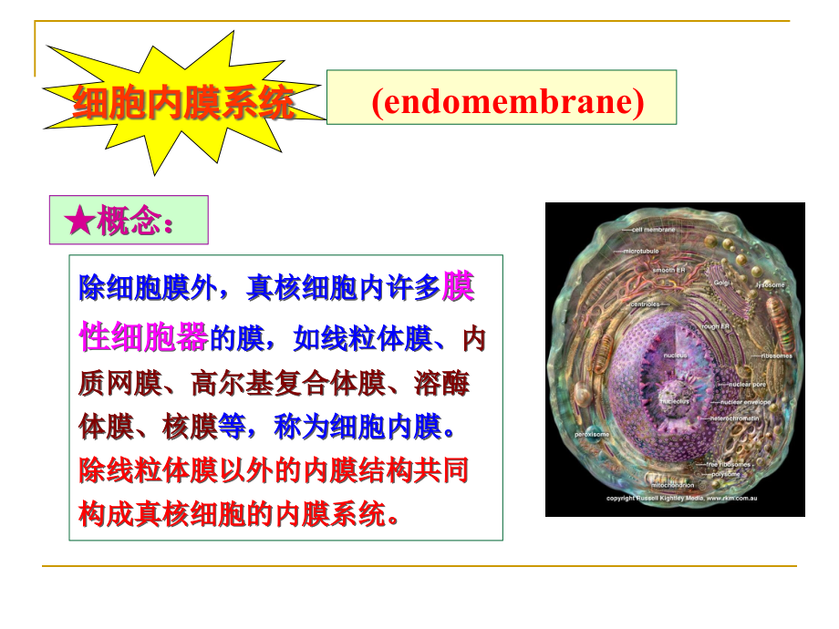 4细胞膜与物质跨膜运输_第3页