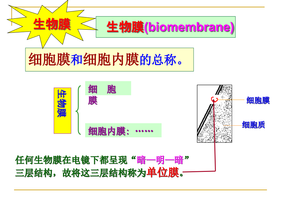 4细胞膜与物质跨膜运输_第4页