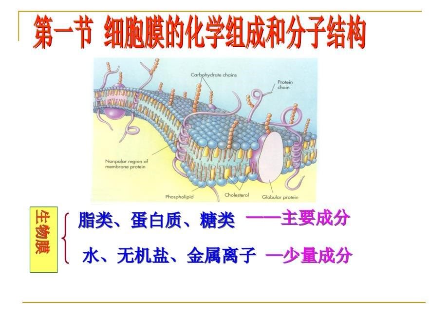 4细胞膜与物质跨膜运输_第5页