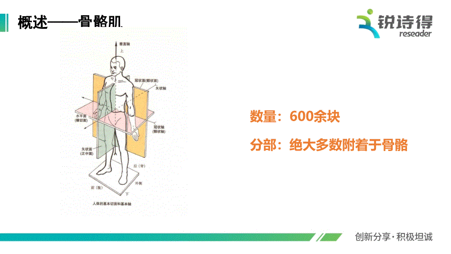 骨骼肌肉解剖_第4页