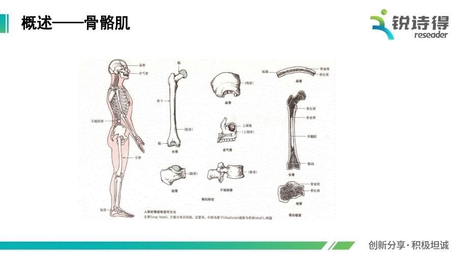 骨骼肌肉解剖_第5页