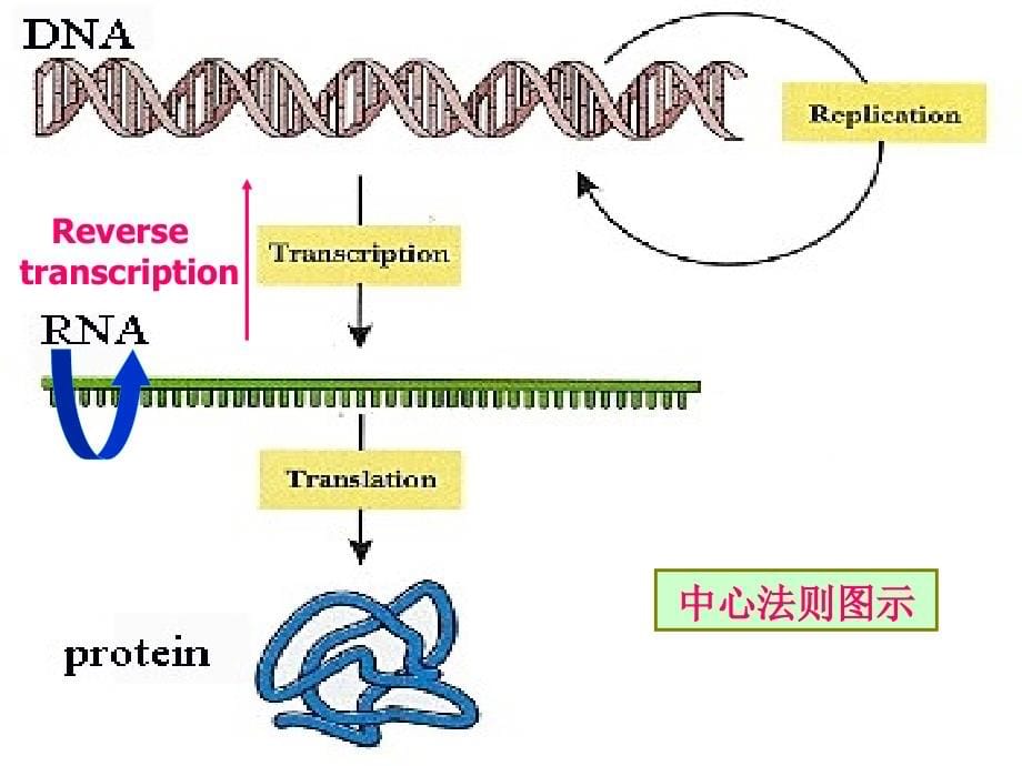 生物化学-12323245183_第5页