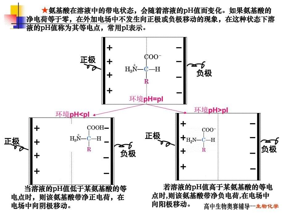 高中生物奥赛辅导之六_第5页