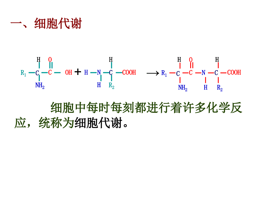 高中生物必修1《分子与细胞》(新人教版)：51 《降低化学反应活化能_第4页