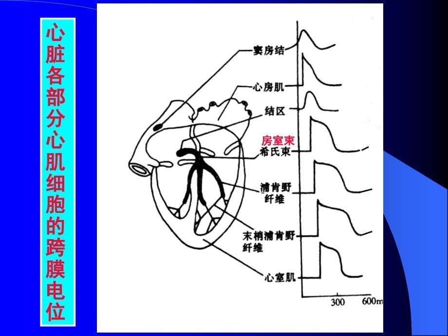 第二节心肌的生物电现象及节律性兴奋的产生和传导心肌生理_第5页