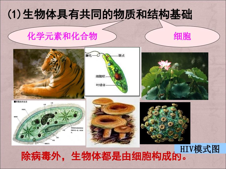 高中生物第节课的PPT_第4页