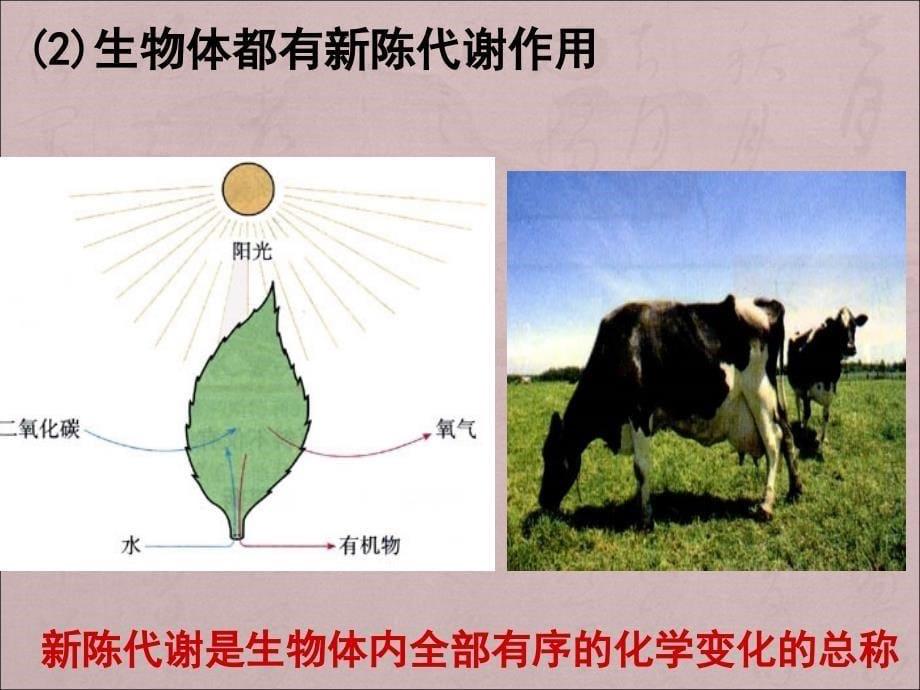 高中生物第节课的PPT_第5页