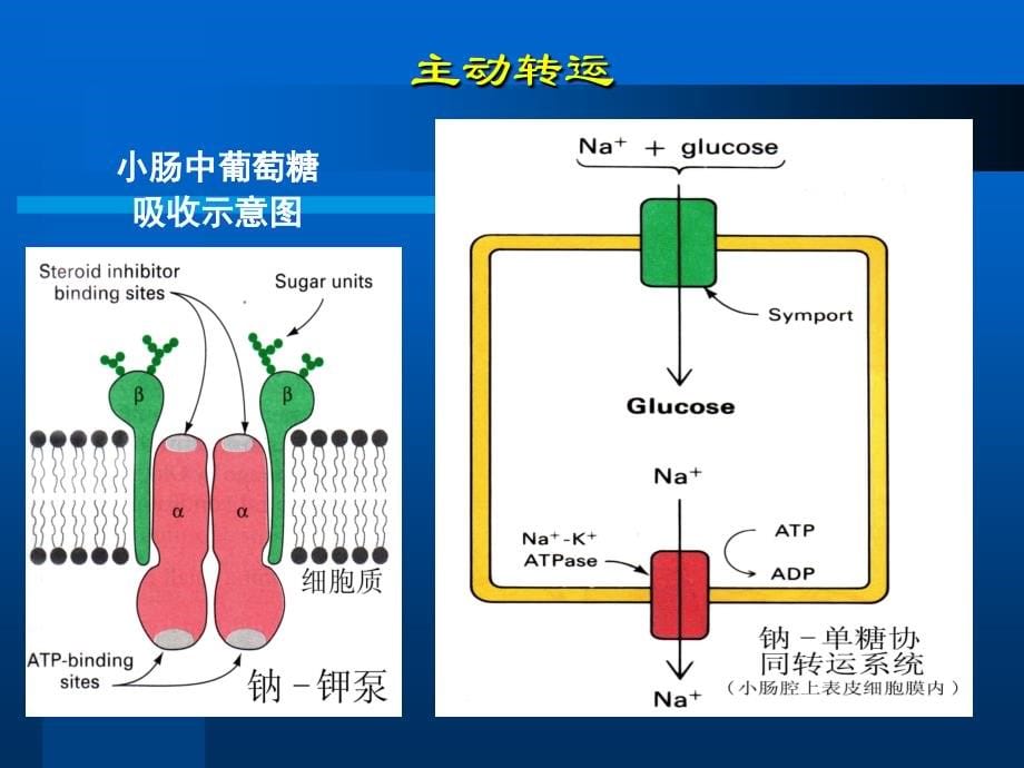 本章内容糖类物质是人类动物和大多数微生物在生活活动过程_第5页