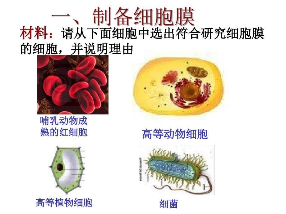 31高一生物细胞膜_第5页