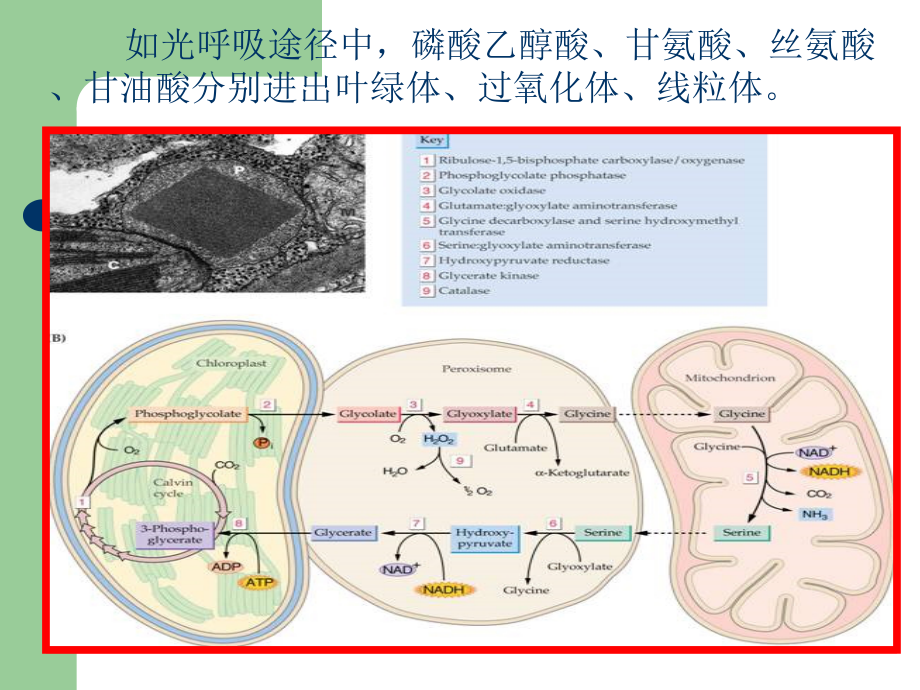 生理课件 06(1)_第5页