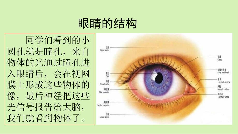 四年级语文上册教学课件-口语交际：爱护眼睛保护视力-部编版(PPT26页)_第3页