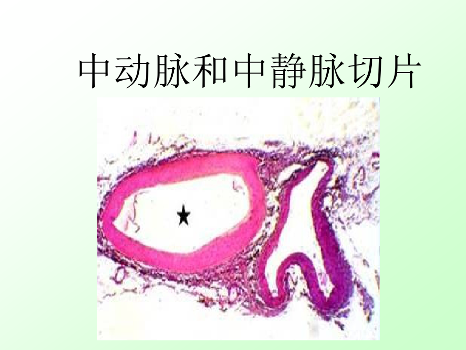 实验3消化呼吸泌尿生殖系统微细结构_第2页