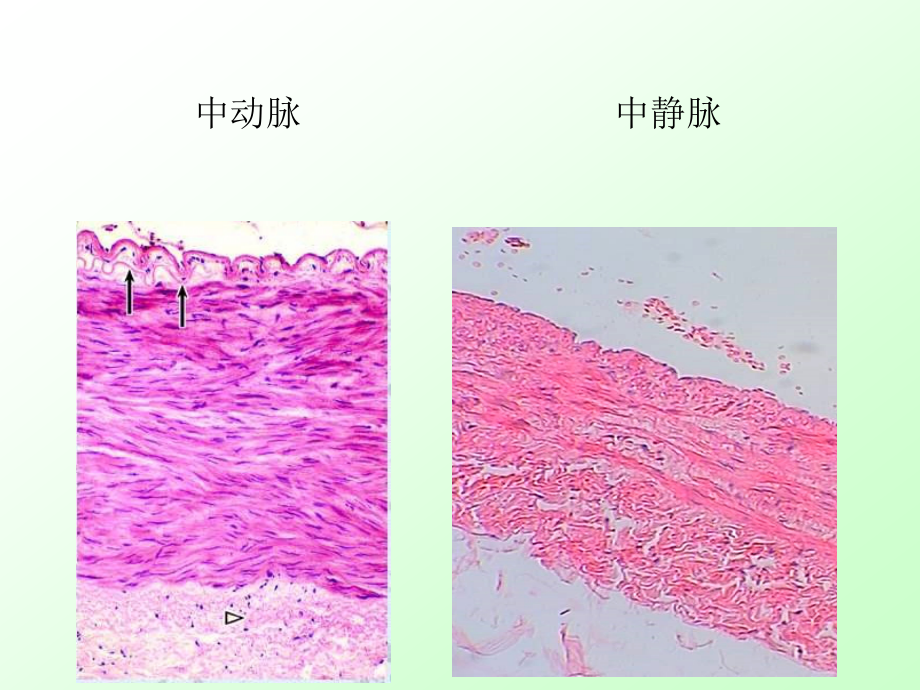 实验3消化呼吸泌尿生殖系统微细结构_第4页