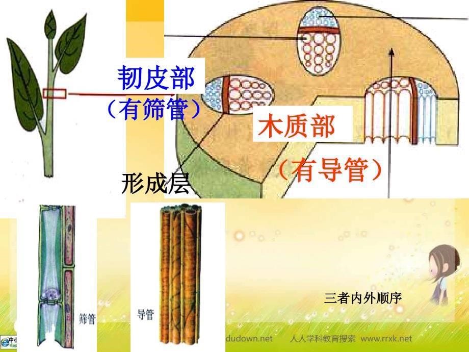 人教版生物七上第二节《水分进入植物体内的途径》ppt课件之一资料_第5页