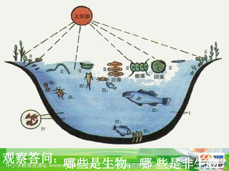 人教版生物七上第一节《生物的特征》ppt课件资料_第4页