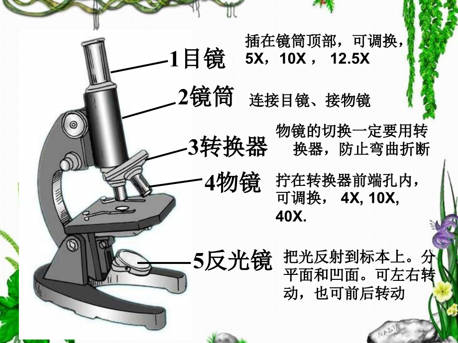 人教版七上《练习使用显微镜》ppt课件1资料_第3页