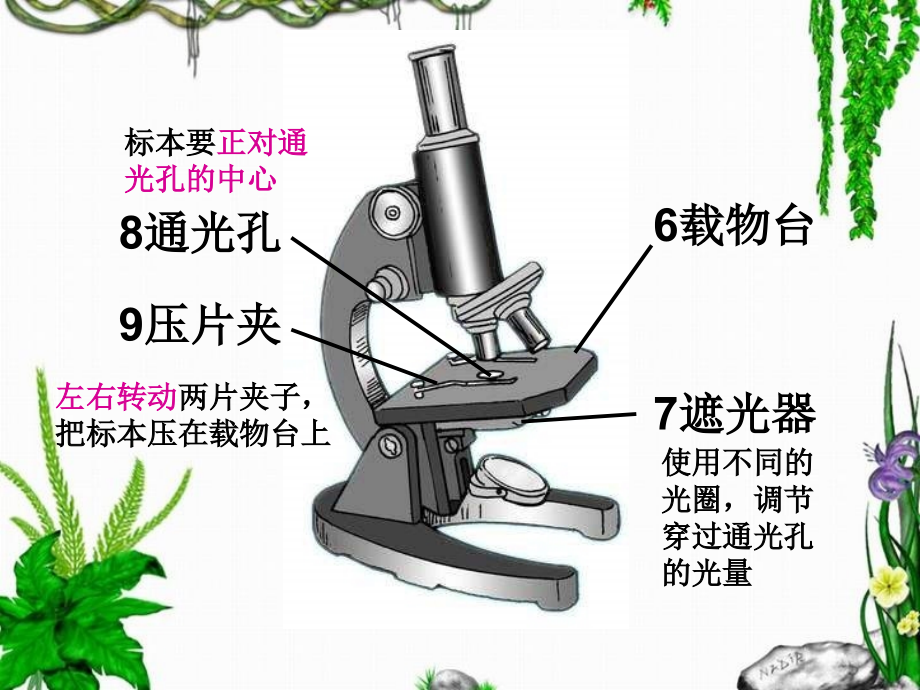 人教版七上《练习使用显微镜》ppt课件1资料_第5页