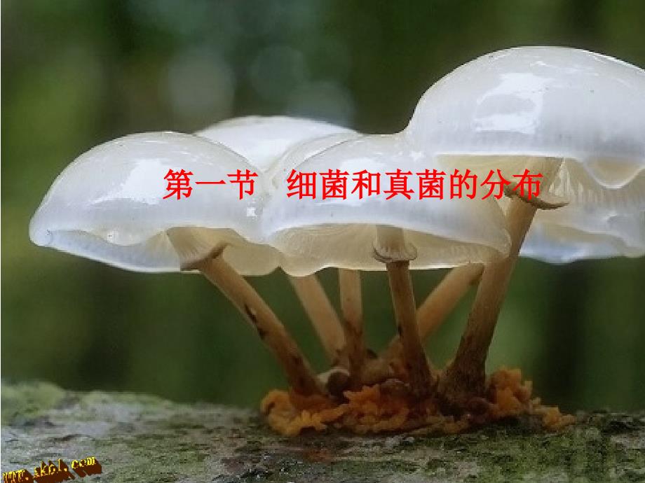 第四章第一节细菌和真菌的分布课件资料_第1页