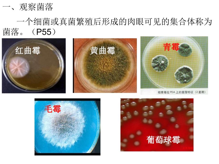 第四章第一节细菌和真菌的分布课件资料_第3页