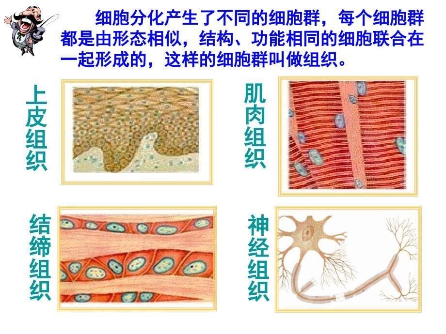 人教版七上《动物体的结构层次》ppt课件4资料_第5页