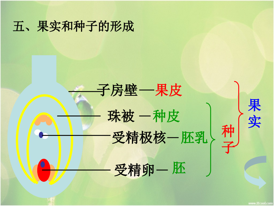 八年级下册第一章生物的生殖和发育复习课件资料_第5页