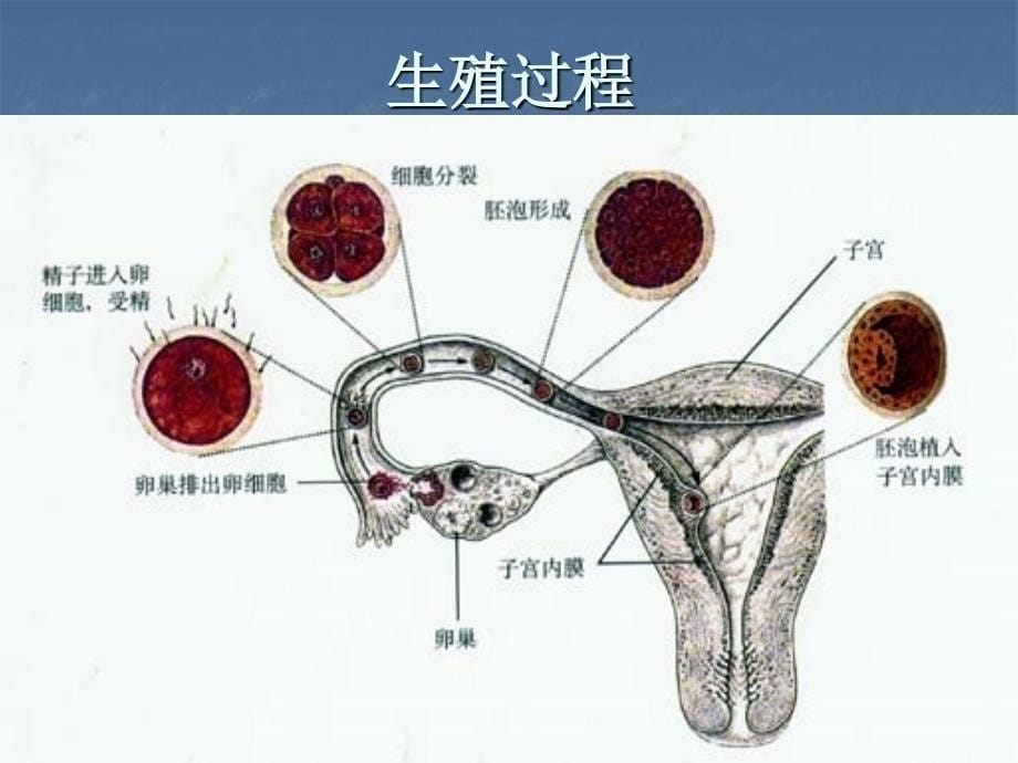 七年级人的生殖课件资料_第5页