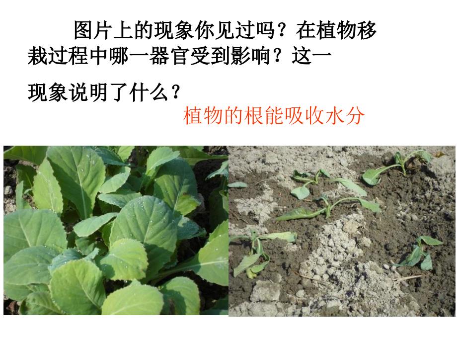 人教版七上《水分进入植物体内的途径》ppt课件3资料_第2页