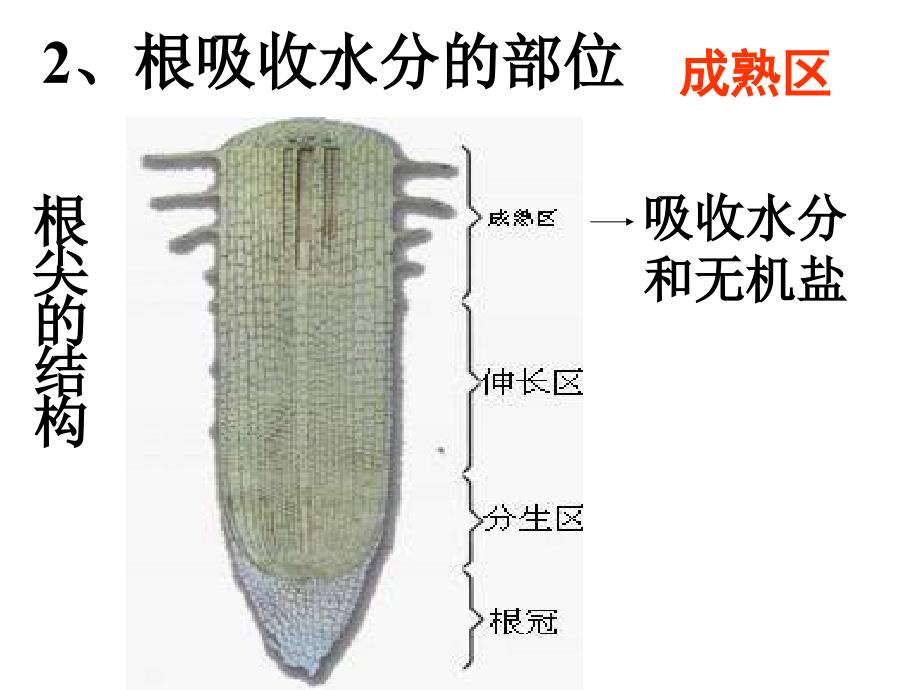 人教版七上《水分进入植物体内的途径》ppt课件3资料_第4页