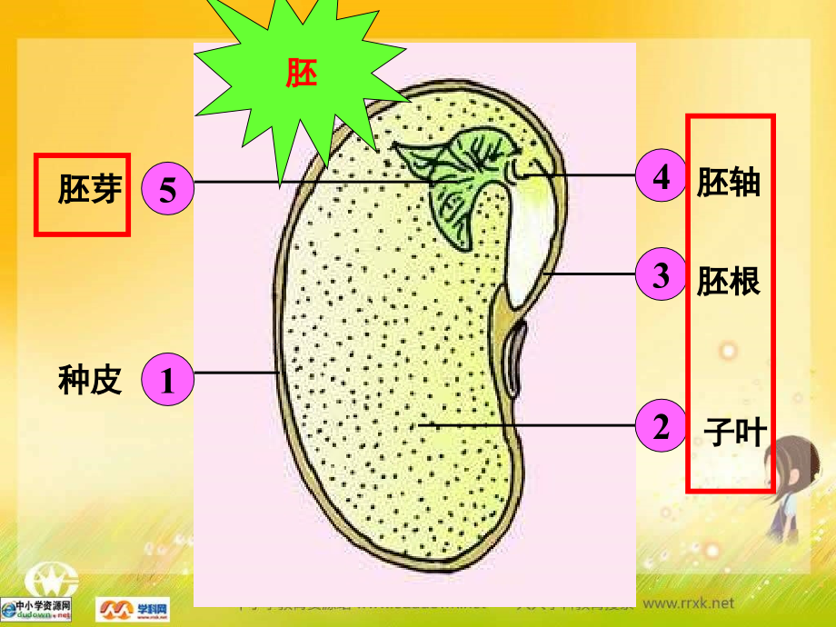 人教版生物七上第一节《种子的萌发》ppt课件之二资料_第2页