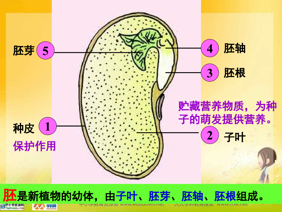 人教版生物七上第一节《种子的萌发》ppt课件之二资料_第3页