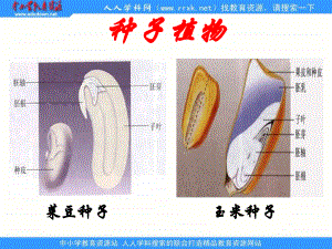 人教版七上《种子植物》ppt课件5资料