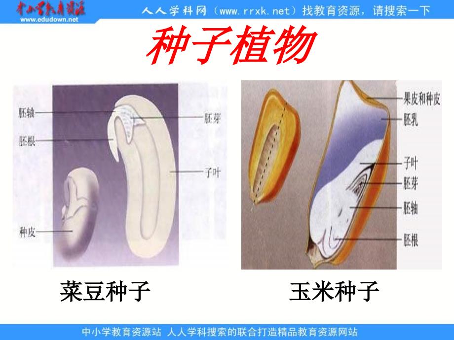 人教版七上《种子植物》ppt课件5资料_第1页