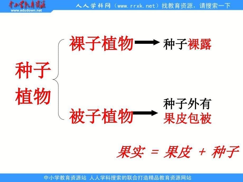 人教版七上《种子植物》ppt课件5资料_第5页