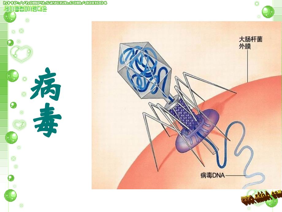 八上病毒、细菌、真菌复习课件资料_第3页