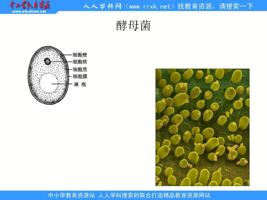 人教版七上《只有一个细胞的生物体》ppt课件3资料_第4页