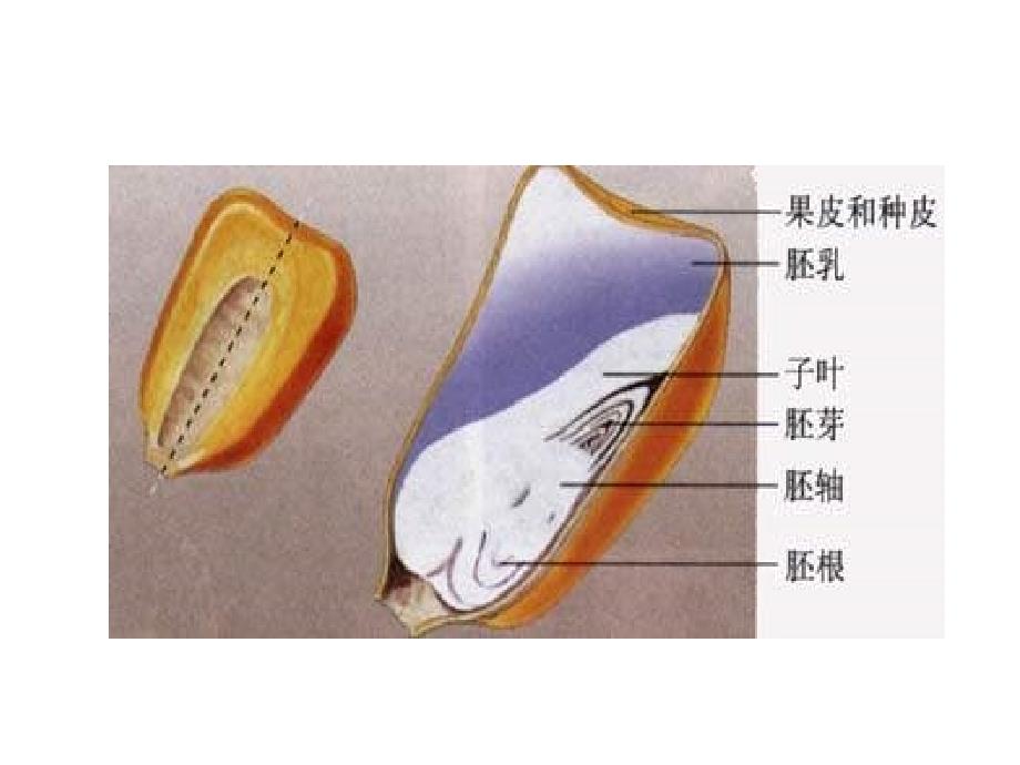 人教版七上《绿色植物通过光合作用制造有机物》ppt课件4资料_第3页