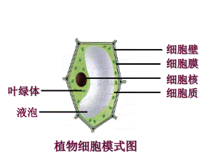 人教版生物七上第一节《细胞生活需要物质和能量》ppt课件资料