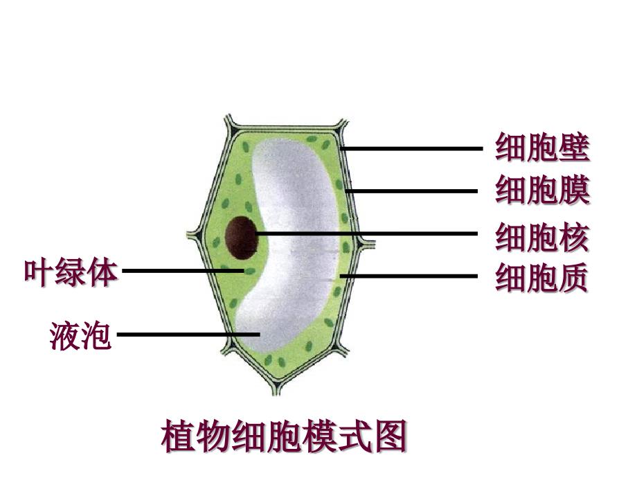 人教版生物七上第一节《细胞生活需要物质和能量》ppt课件资料_第1页