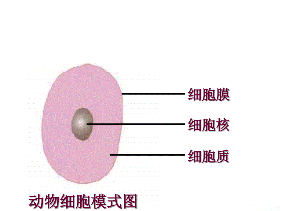 人教版生物七上第一节《细胞生活需要物质和能量》ppt课件资料_第2页