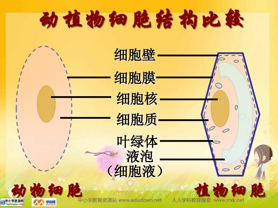 人教版生物七上第一节《细胞生活需要物质和能量》ppt课件资料_第3页