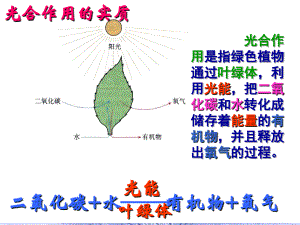 人教版七上《第六章 爱护植被绿化祖国》ppt课件资料